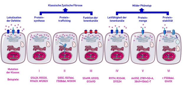 Therapeutisches Drug Monitoring Der CFTR-Modulatoren: Optimierte ...