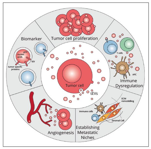 Tumor cell communication through EVs: new challenges and opportunities ...