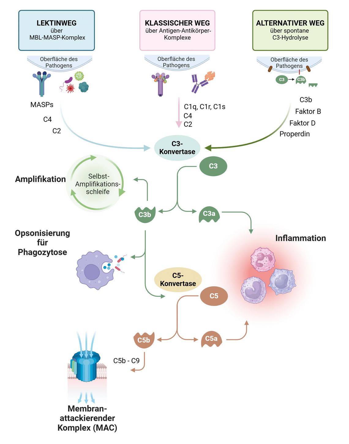 Schematische Darstellung der drei Aktivierungswege der Komplementkaskade