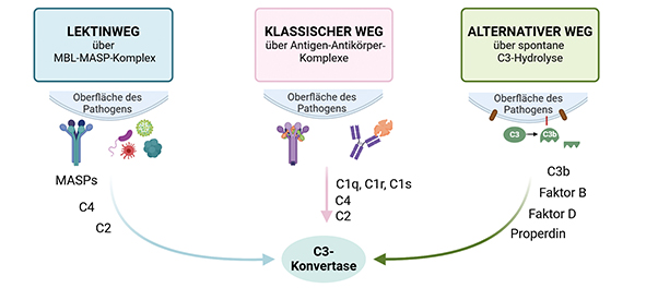 Schematische Darstellung der drei Aktivierungswege der Komplementkaskade: Lektinweg (MBL-MASP-Komplex), klassischer Weg (Antigen-Antikörper-Komplexe) und alternativer Weg (spontane C3-Hydrolyse).