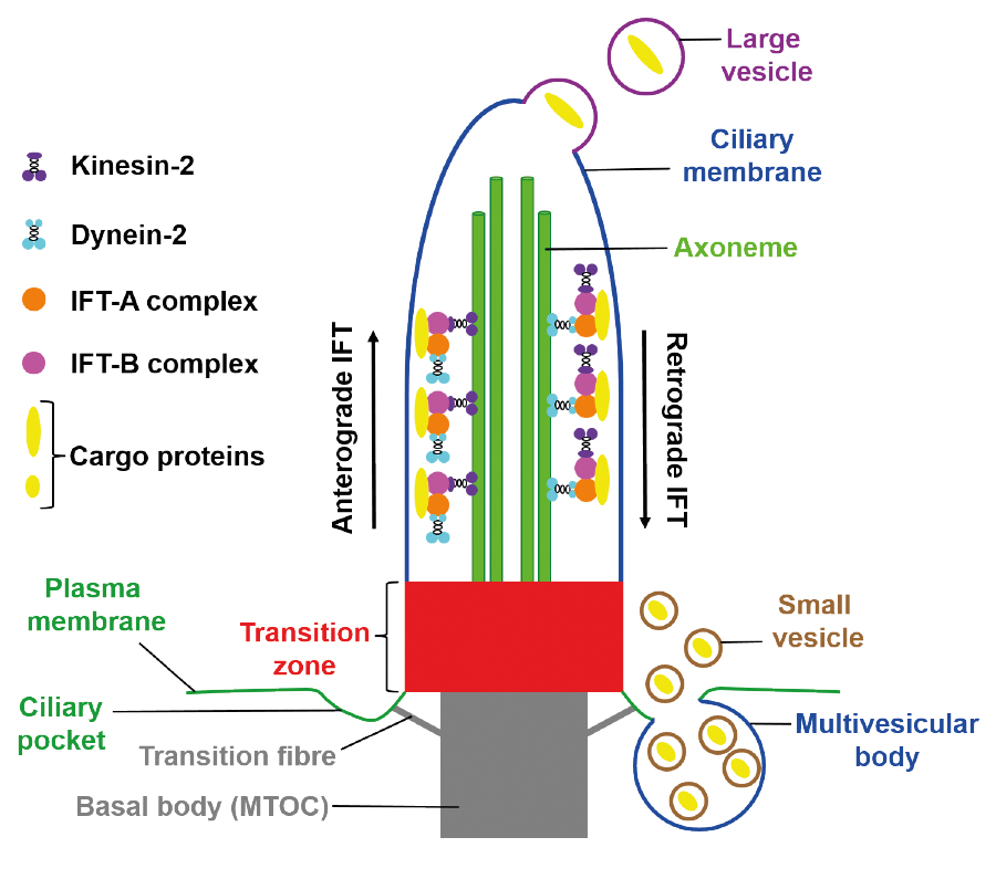 Primary Cilia Structure